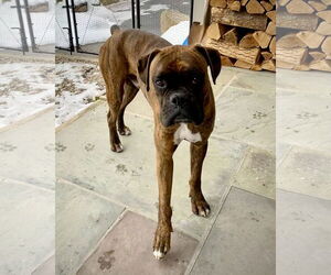 Boxer Dogs for adoption in Dumont, NJ, USA