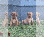 Small Photo #2 Dogue de Bordeaux Puppy For Sale in BOYKINS, VA, USA