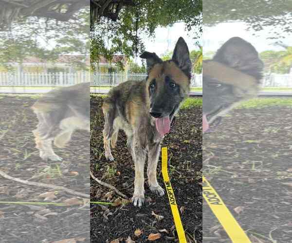 Medium Photo #11 German Shepherd Dog Puppy For Sale in Plantation, FL, USA