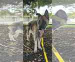 Small #10 German Shepherd Dog
