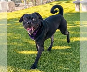 Pug-Unknown Mix Dogs for adoption in Martinez, CA, USA