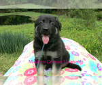 Small #3 German Shepherd Dog