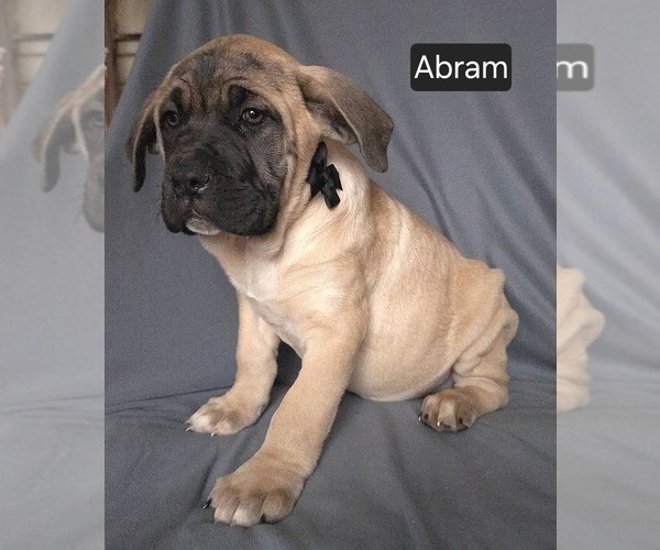 Medium Photo #6 Cane Corso Puppy For Sale in MINERAL WELLS, WV, USA