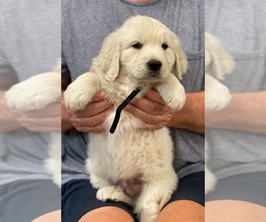Golden Retriever Puppy for sale in MAPLE LAKE, MN, USA