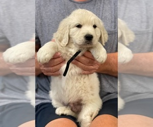 Golden Retriever Puppy for Sale in MAPLE LAKE, Minnesota USA