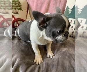 French Bulldog Puppy for sale in JOHNS ISLAND, SC, USA