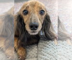 Small Photo #3 Dachshund Puppy For Sale in Shelbyville, TN, USA