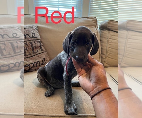 Medium Photo #1 German Shorthaired Pointer Puppy For Sale in CONWAY, SC, USA