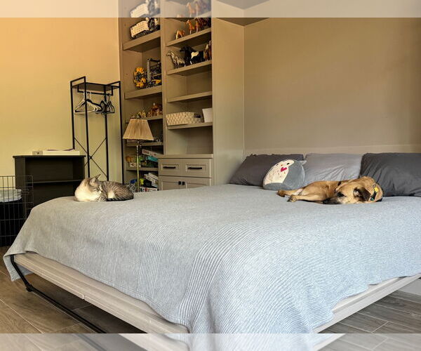 Medium Photo #9 Black Mouth Cur-Unknown Mix Puppy For Sale in The Woodlands, TX, USA