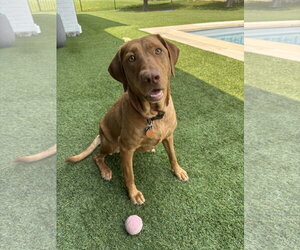 Dandelion - Female Labrador Retriever-Unknown Mix Dog for Adoption - Photo #4
