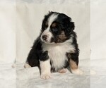 Puppy 1 Australian Shepherd
