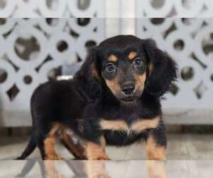 Dachshund Puppy for sale in MOUNT VERNON, OH, USA