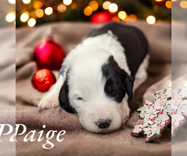 Medium Photo #5 Sheepadoodle Puppy For Sale in SEAMAN, OH, USA