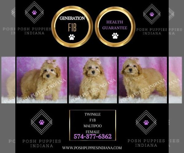 Medium Photo #58 Maltipoo (Miniature) Puppy For Sale in WARSAW, IN, USA