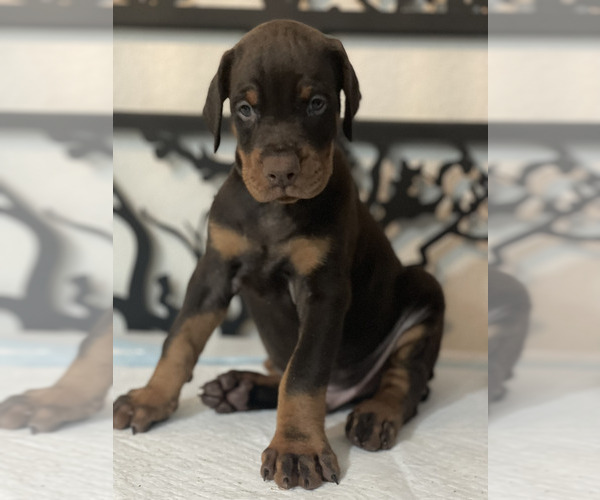 Medium Photo #10 Doberman Pinscher Puppy For Sale in COLORADO SPRINGS, CO, USA