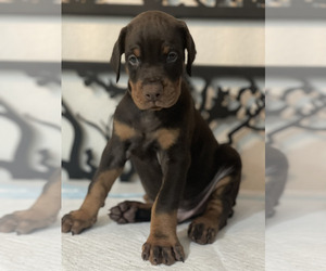 Medium Doberman Pinscher