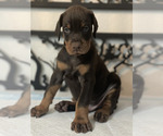Puppy TEAL COLLAR Doberman Pinscher