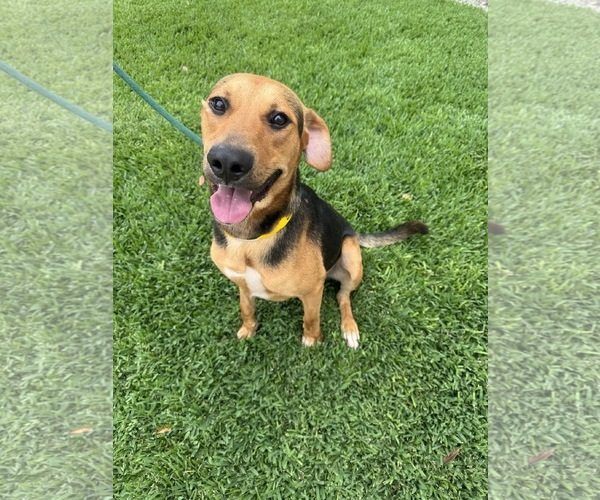 Medium Photo #3 Beagle-Unknown Mix Puppy For Sale in Houston, TX, USA