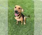 Small #2 Beagle Mix