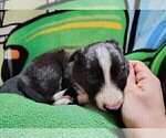 Small #30 Border Collie