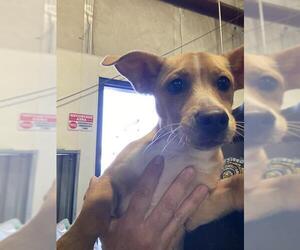 Cardigan Welsh Corgi Dogs for adoption in Bakersfield, CA, USA