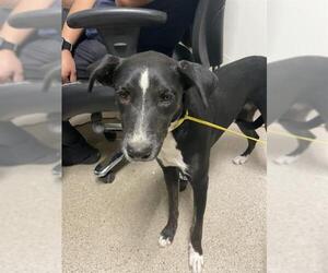American Pit Bull Terrier Dogs for adoption in Bakersfield, CA, USA