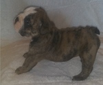 Small Photo #1 Bulldog Puppy For Sale in GLENDALE, AZ, USA