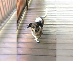 Small Photo #2 Beagle-Unknown Mix Puppy For Sale in Ellijay, GA, USA