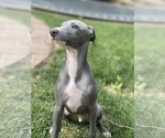 Small Photo #57 Italian Greyhound Puppy For Sale in SAINT GEORGE, UT, USA