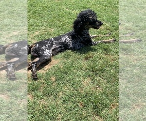 Father of the Goldendoodle puppies born on 04/07/2025