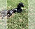 Small Photo #1 Goldendoodle Puppy For Sale in CLARKSVILLE, TX, USA