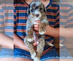 Small #2 Bernedoodle (Miniature)