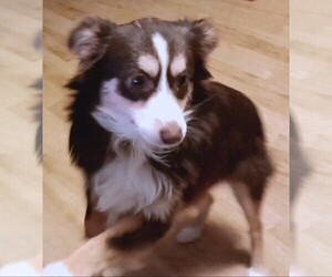 Miniature Australian Shepherd Puppy for sale in BLACKSBURG, SC, USA