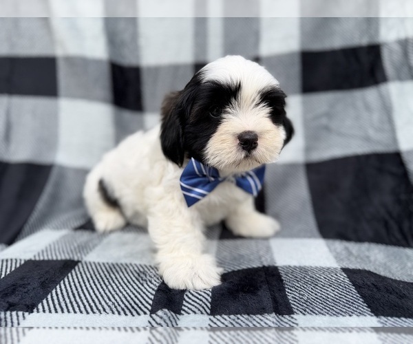 Medium Photo #1 Zuchon Puppy For Sale in LAKELAND, FL, USA