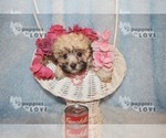 Small Photo #6 Maltese-Poodle (Toy) Mix Puppy For Sale in SANGER, TX, USA