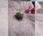 Small Photo #5 Chihuahua Puppy For Sale in SHERMAN, TX, USA