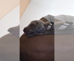 Puppy Puppy 10 Weimaraner