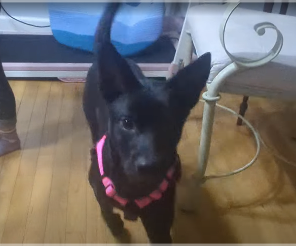 Medium Photo #3 German Shepherd Dog-Unknown Mix Puppy For Sale in Plainfield, IL, USA