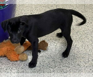 Mutt Dogs for adoption in Mechanicsburg, PA, USA