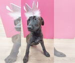 Small #3 Catahoula Leopard Dog-Labrador Retriever Mix