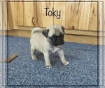 Puppy 2 Pug