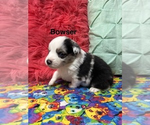 Miniature Australian Shepherd Puppy for sale in WILLIAMS, IA, USA