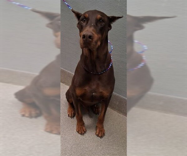 Medium Photo #1 Doberman Pinscher-Unknown Mix Puppy For Sale in Las Vegas, NV, USA
