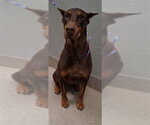 Small Doberman Pinscher Mix