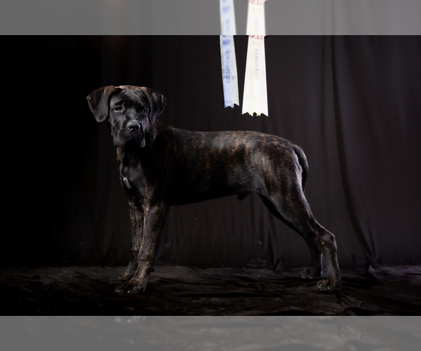 Medium Photo #1 Cane Corso Puppy For Sale in Potoceni, Buzau, Romainia