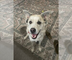GRANDPA - Male Alusky Dog for Adoption - Photo #2