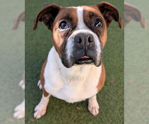 Boxer Dog for Adoption in Stanwood, Washington USA