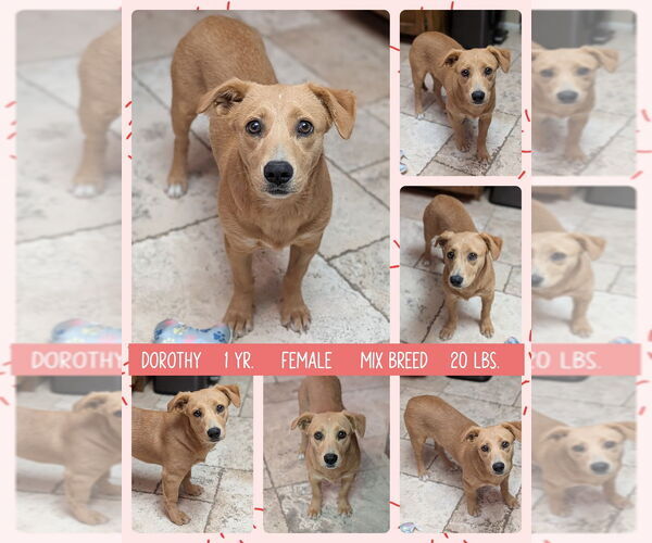 Medium Photo #1 Dachshund-Unknown Mix Puppy For Sale in Mesa, AZ, USA