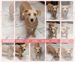 Dachshund-Unknown Mix Dogs for adoption in Mesa, AZ, USA