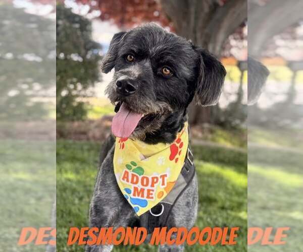 Medium Photo #1 Poodle (Standard)-Unknown Mix Puppy For Sale in Sandy, UT, USA